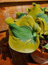 Hosta 'Mini Skirt' - New Forest Hostas & Hemerocallis