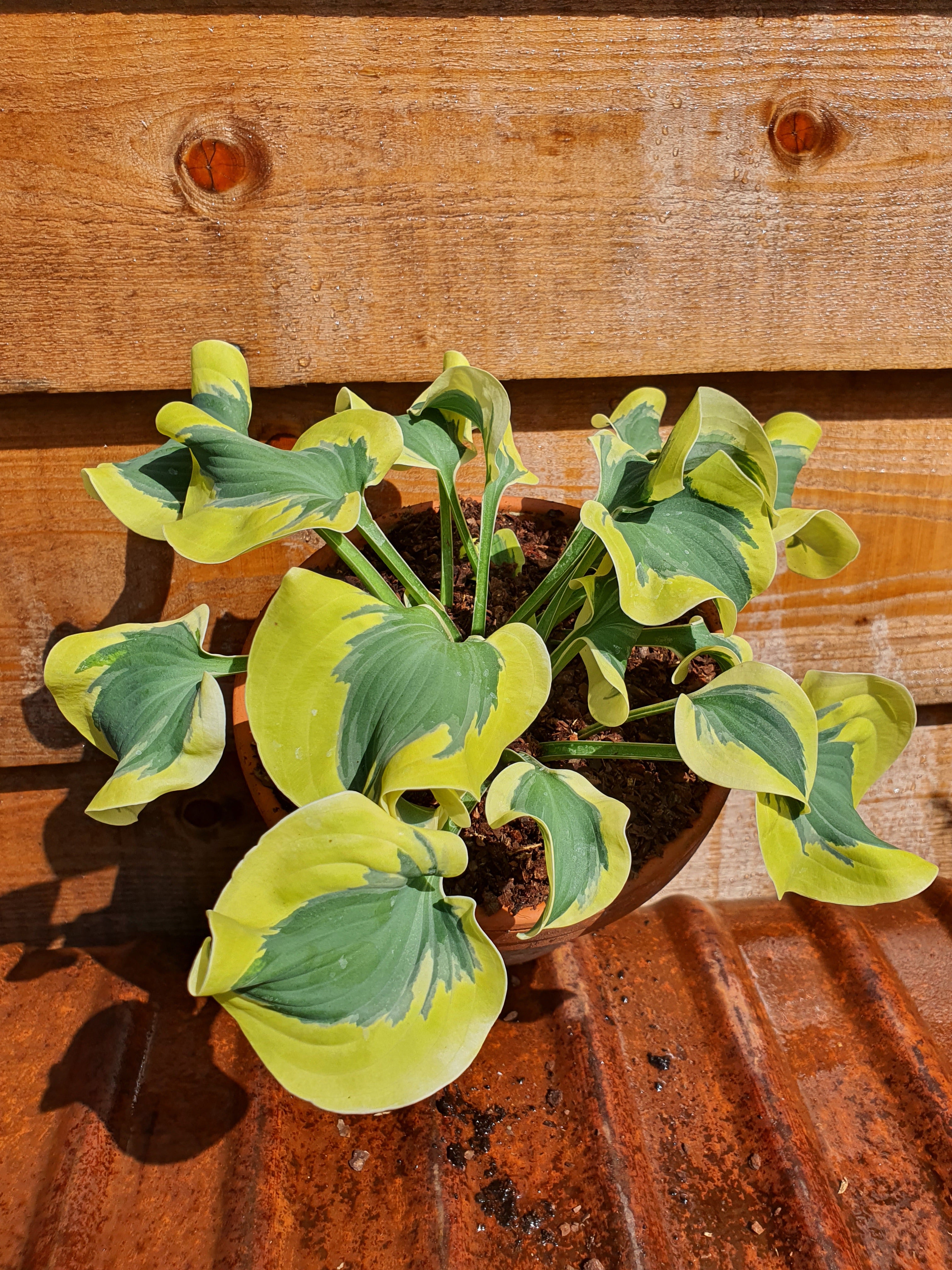 Hosta 'Mini Skirt' - New Forest Hostas & Hemerocallis