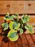 Hosta 'Mini Skirt' - New Forest Hostas & Hemerocallis