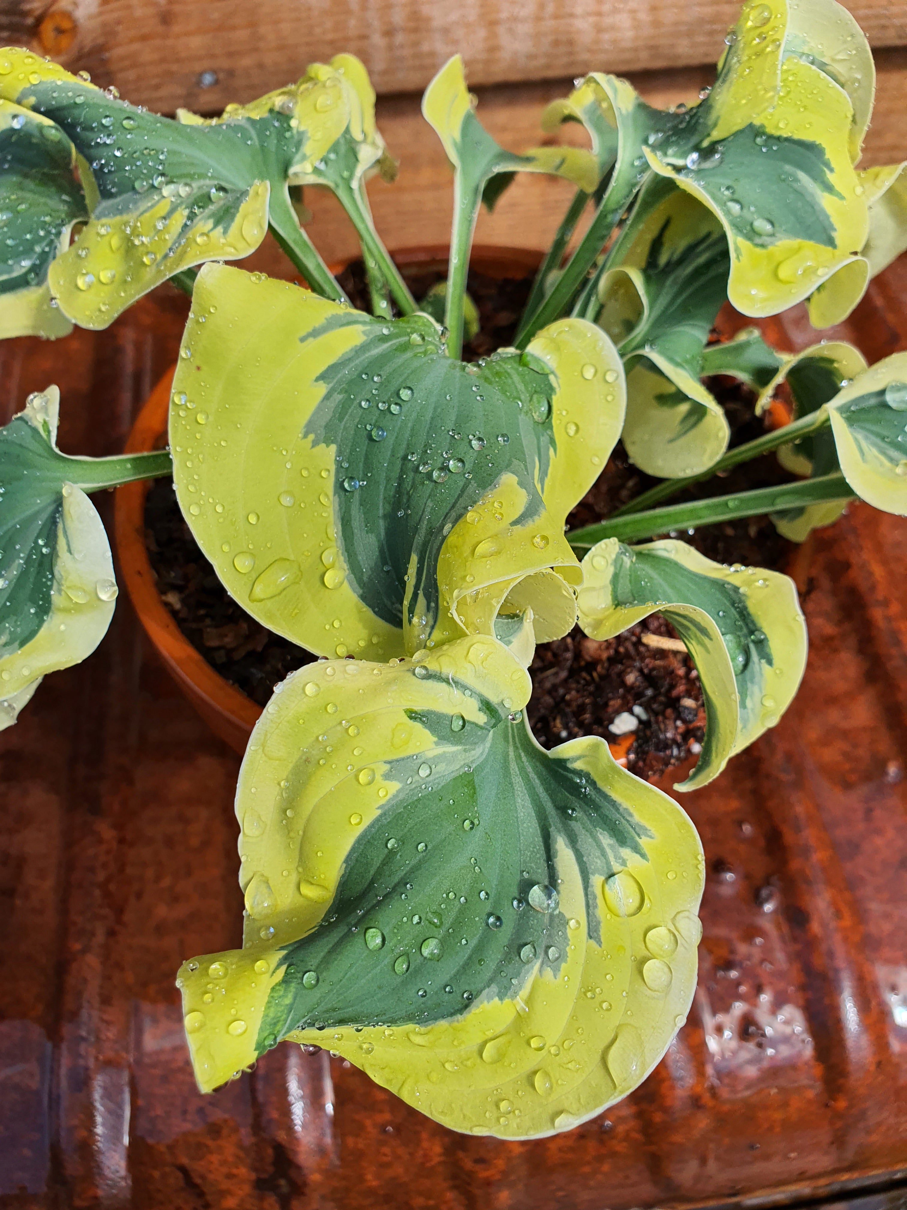 Hosta 'Mini Skirt' - New Forest Hostas & Hemerocallis