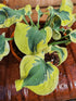 Hosta 'Mini Skirt' - New Forest Hostas & Hemerocallis