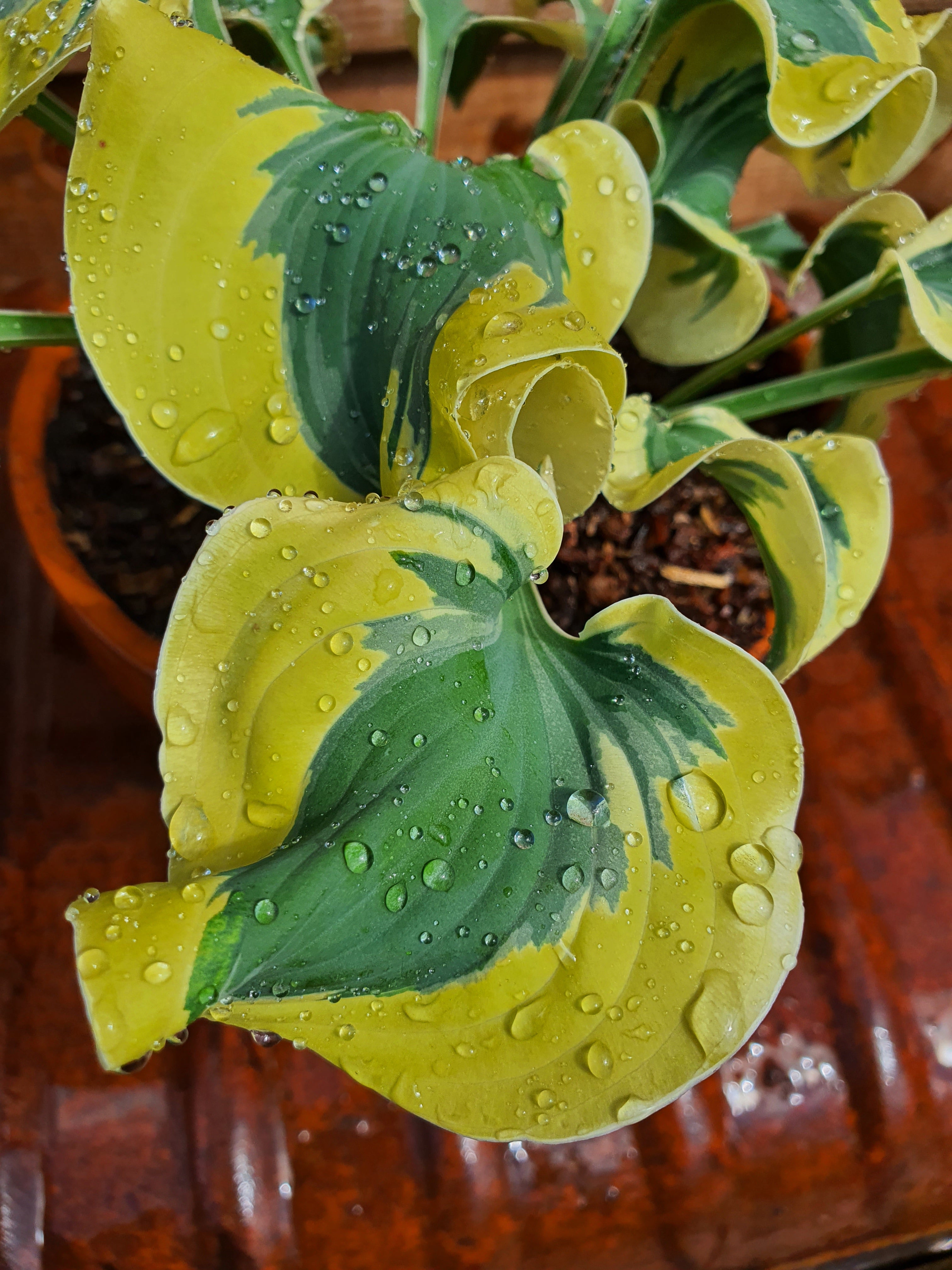 Hosta 'Mini Skirt' - New Forest Hostas & Hemerocallis