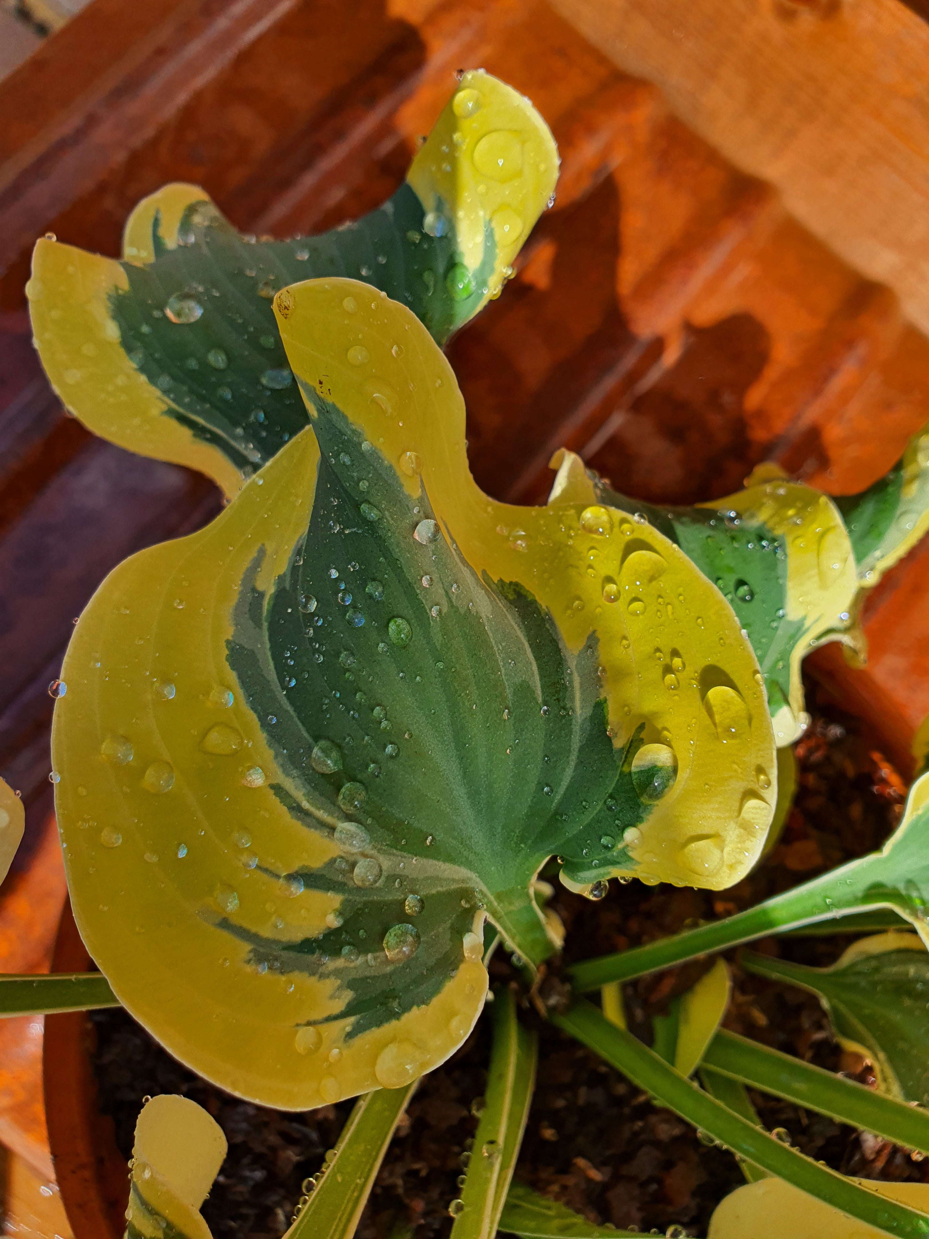 Hosta 'Mini Skirt' - New Forest Hostas & Hemerocallis