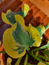 Hosta 'Mini Skirt' - New Forest Hostas & Hemerocallis