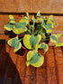 Hosta 'Mini Skirt' - New Forest Hostas & Hemerocallis