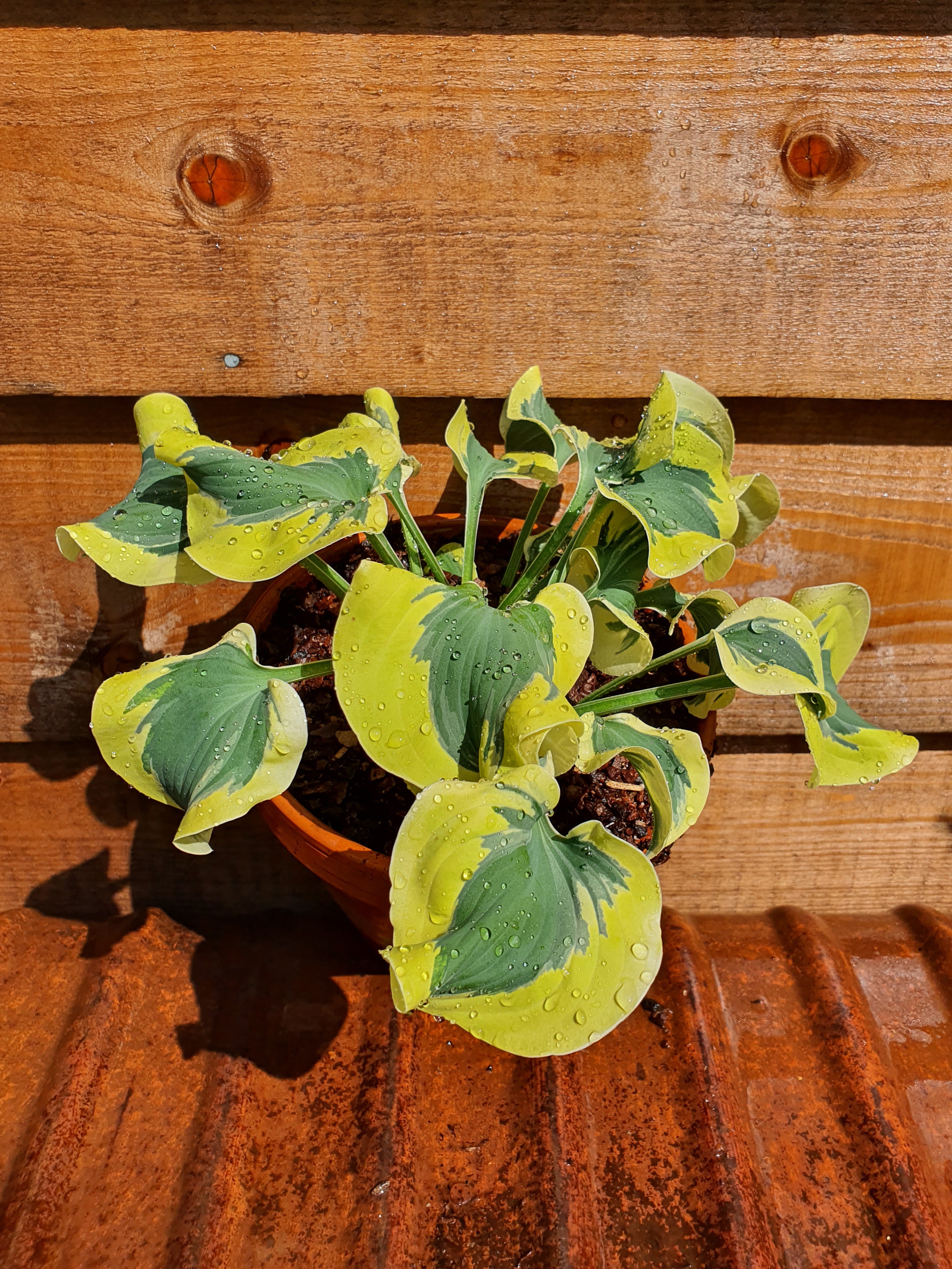 Hosta 'Mini Skirt' - New Forest Hostas & Hemerocallis