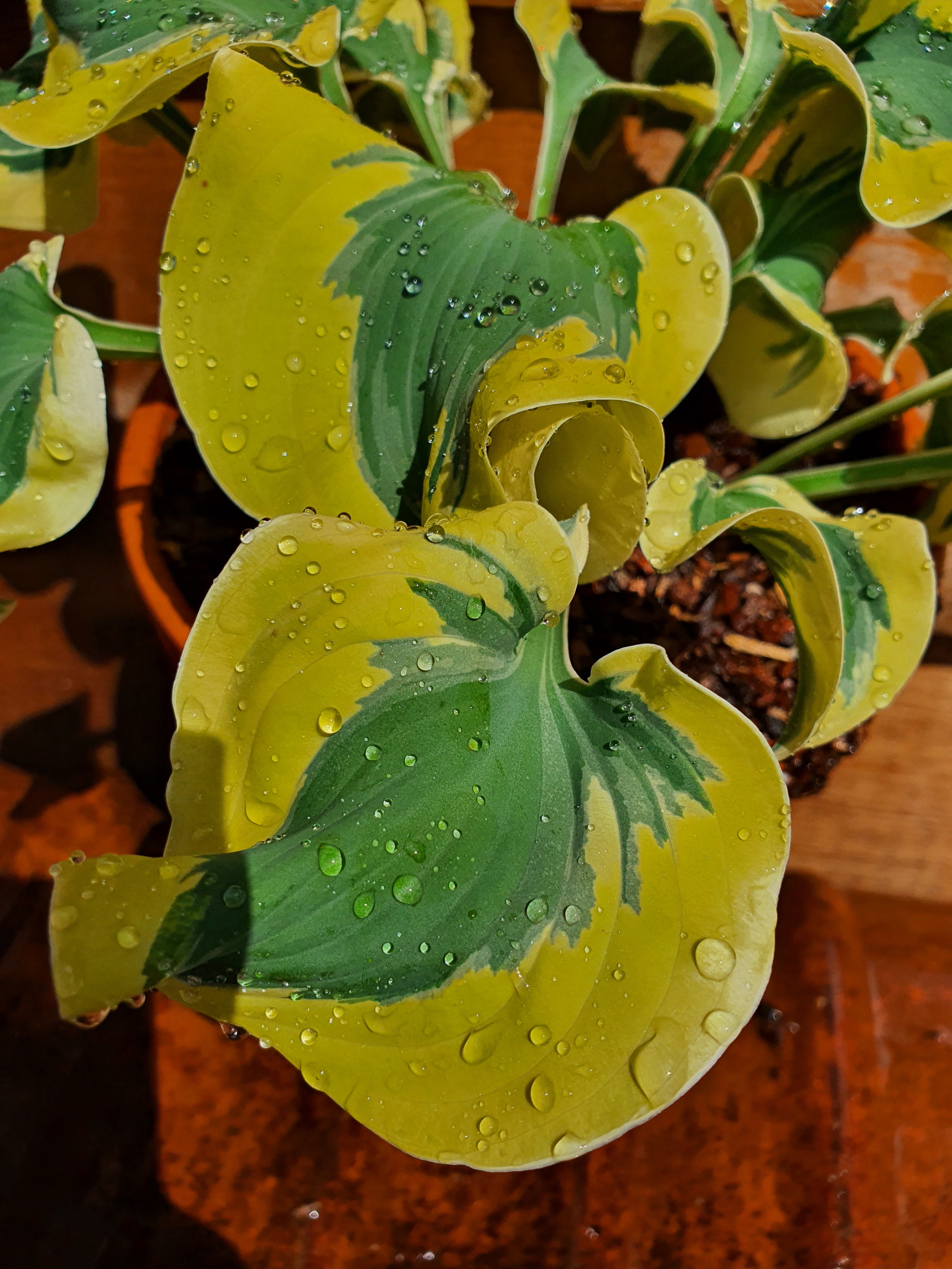 Hosta 'Mini Skirt' - New Forest Hostas & Hemerocallis