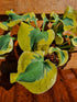 Hosta 'Mini Skirt' - New Forest Hostas & Hemerocallis
