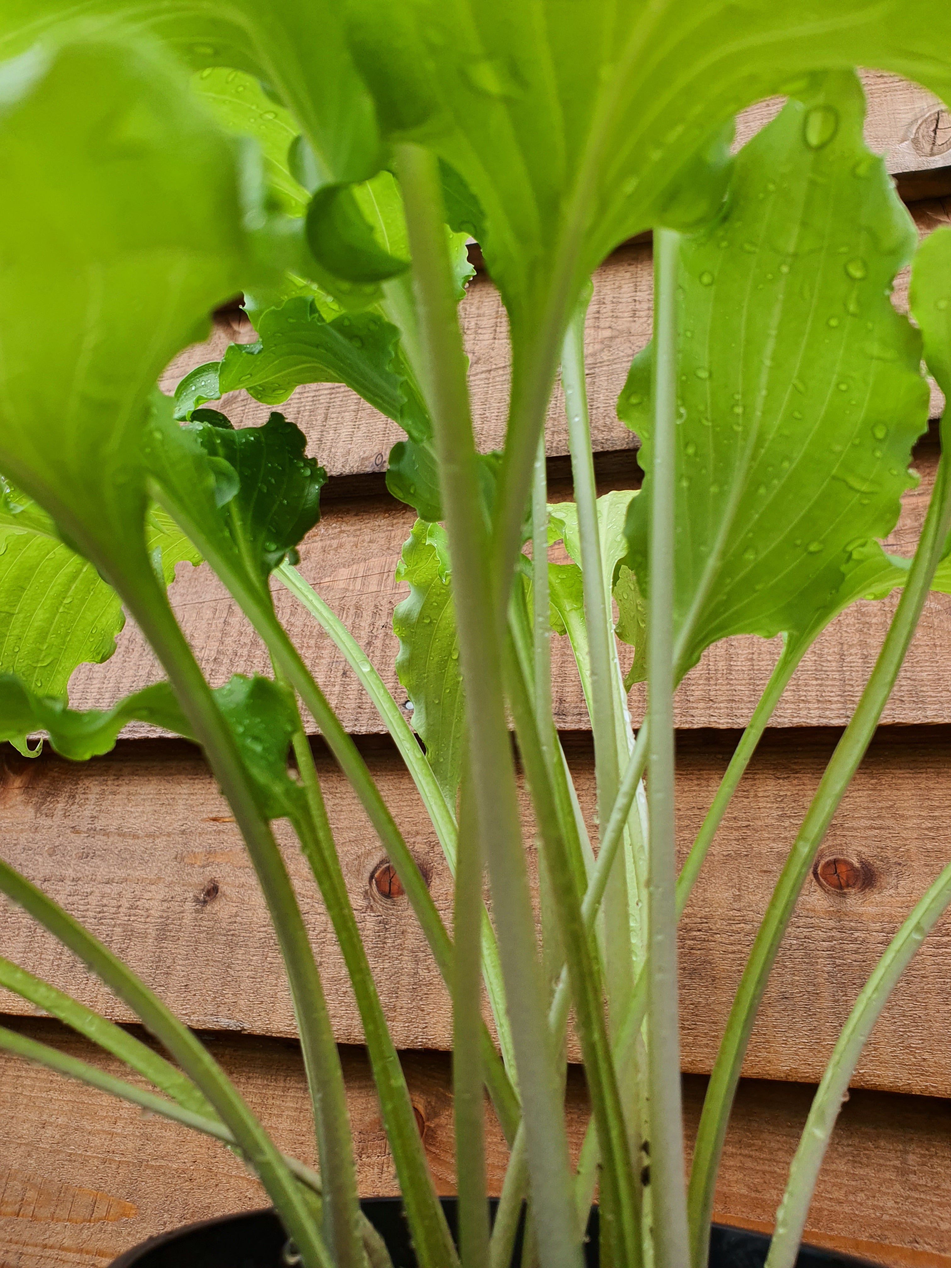 Hosta 'Unruly Child' - New Forest Hostas & Hemerocallis