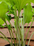 Hosta 'Unruly Child' - New Forest Hostas & Hemerocallis