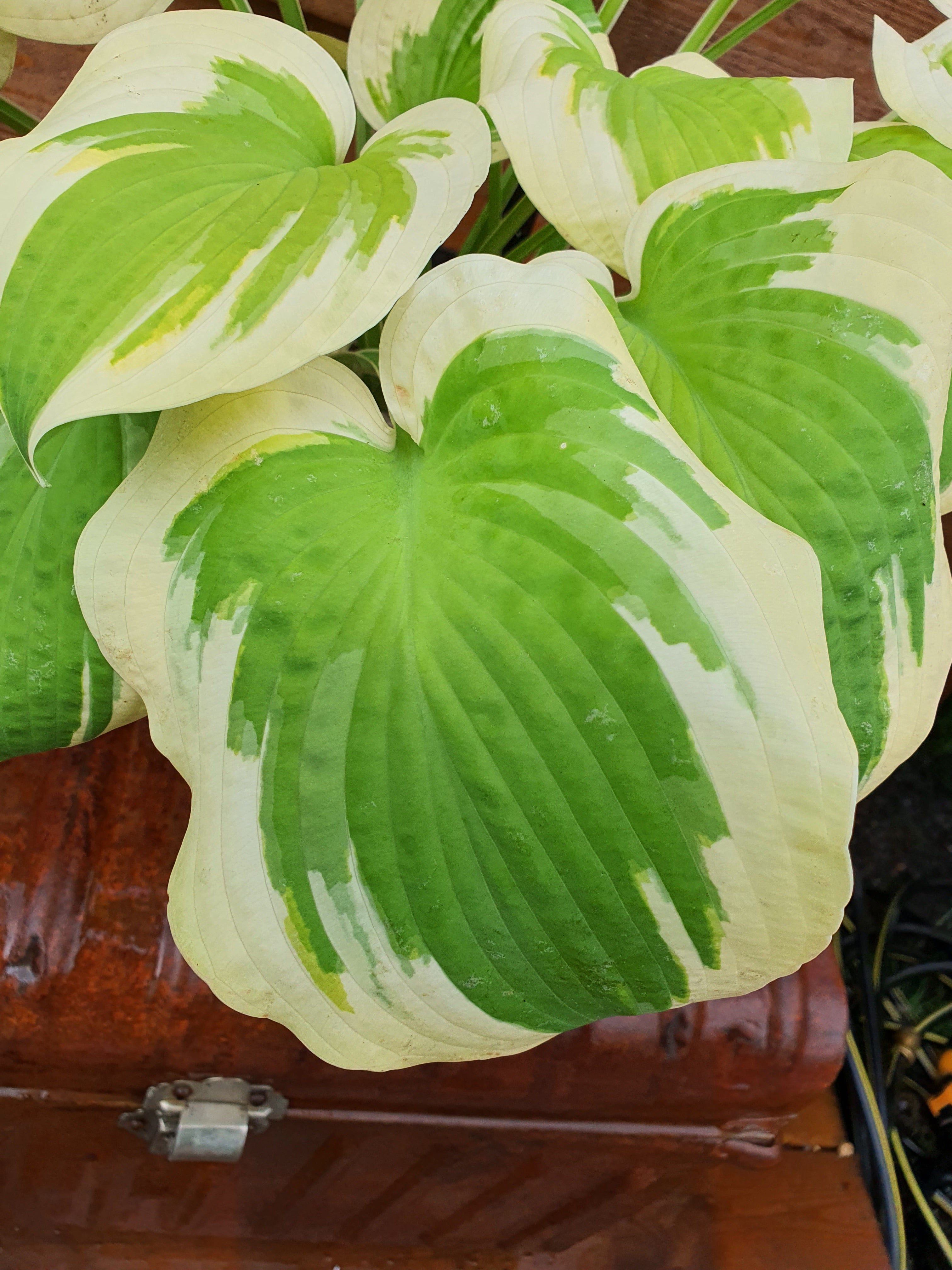 Hosta 'Spring Morning' - New Forest Hostas & Hemerocallis