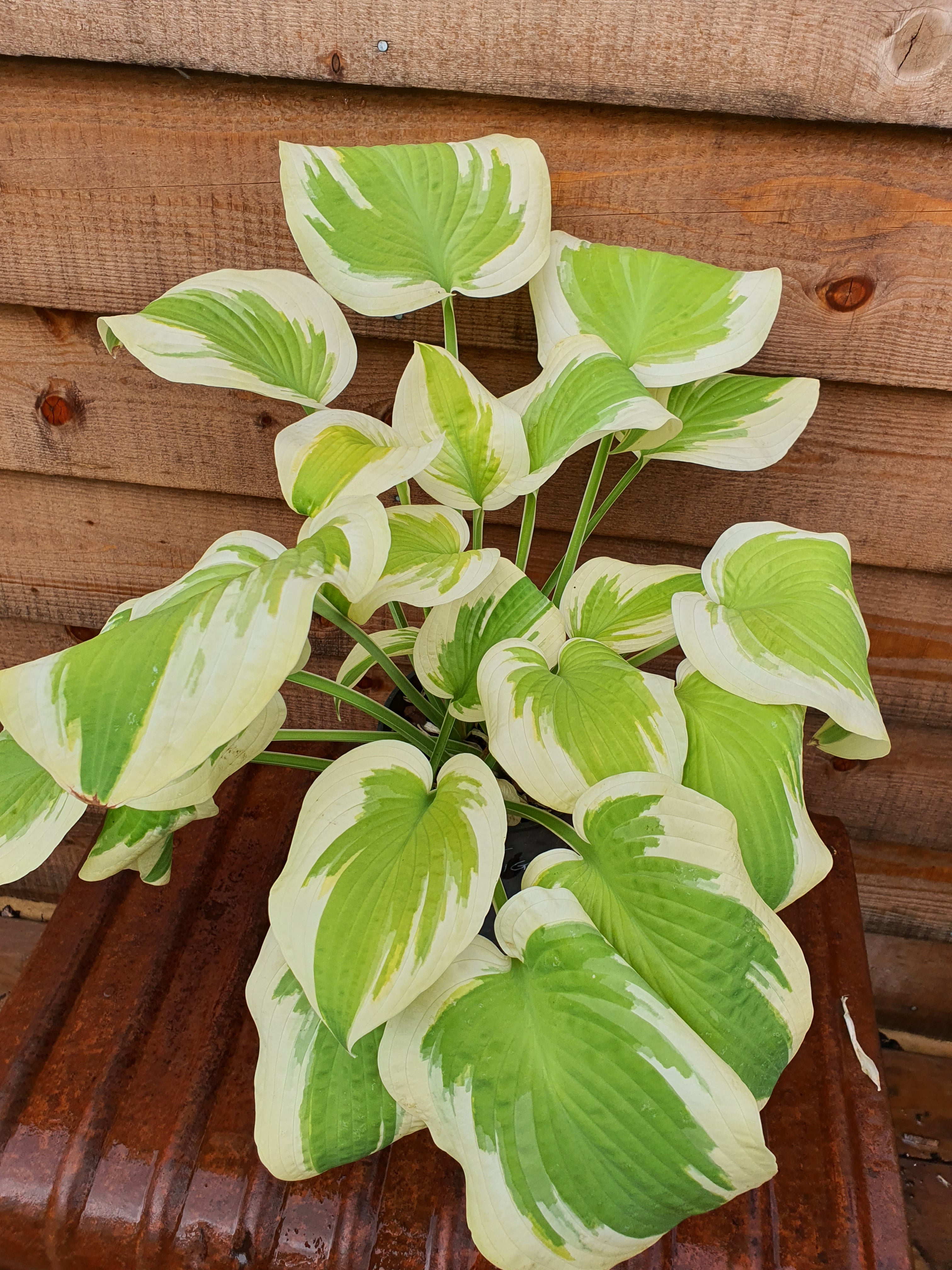 Hosta 'Spring Morning' - New Forest Hostas & Hemerocallis