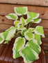 Hosta 'Spring Morning' - New Forest Hostas & Hemerocallis