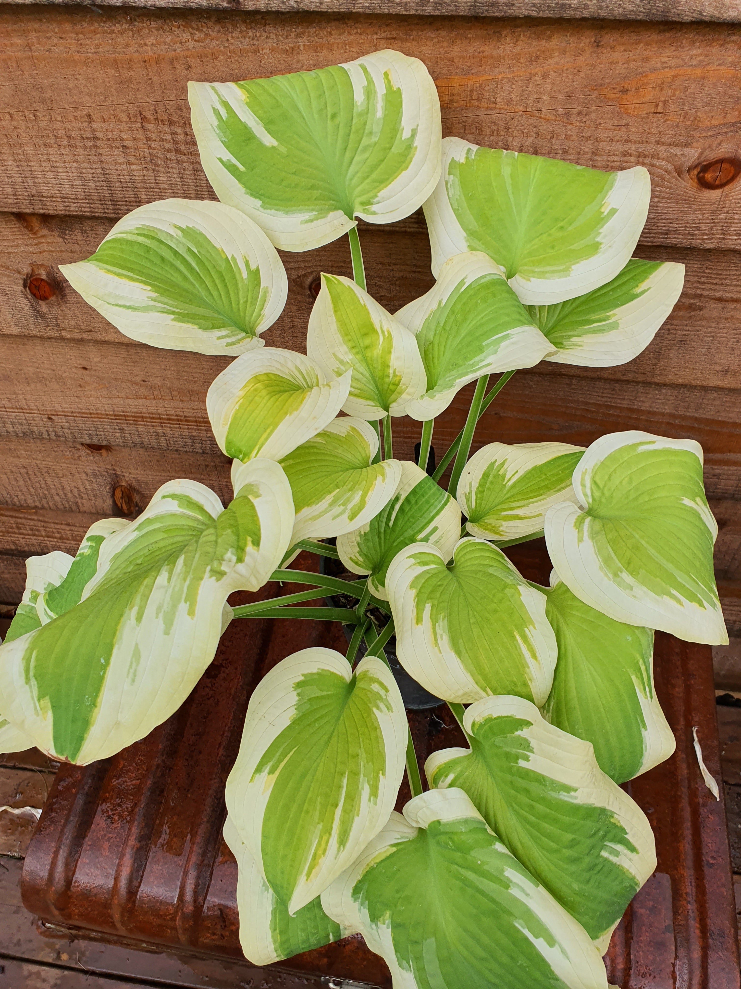 Hosta 'Spring Morning' - New Forest Hostas & Hemerocallis