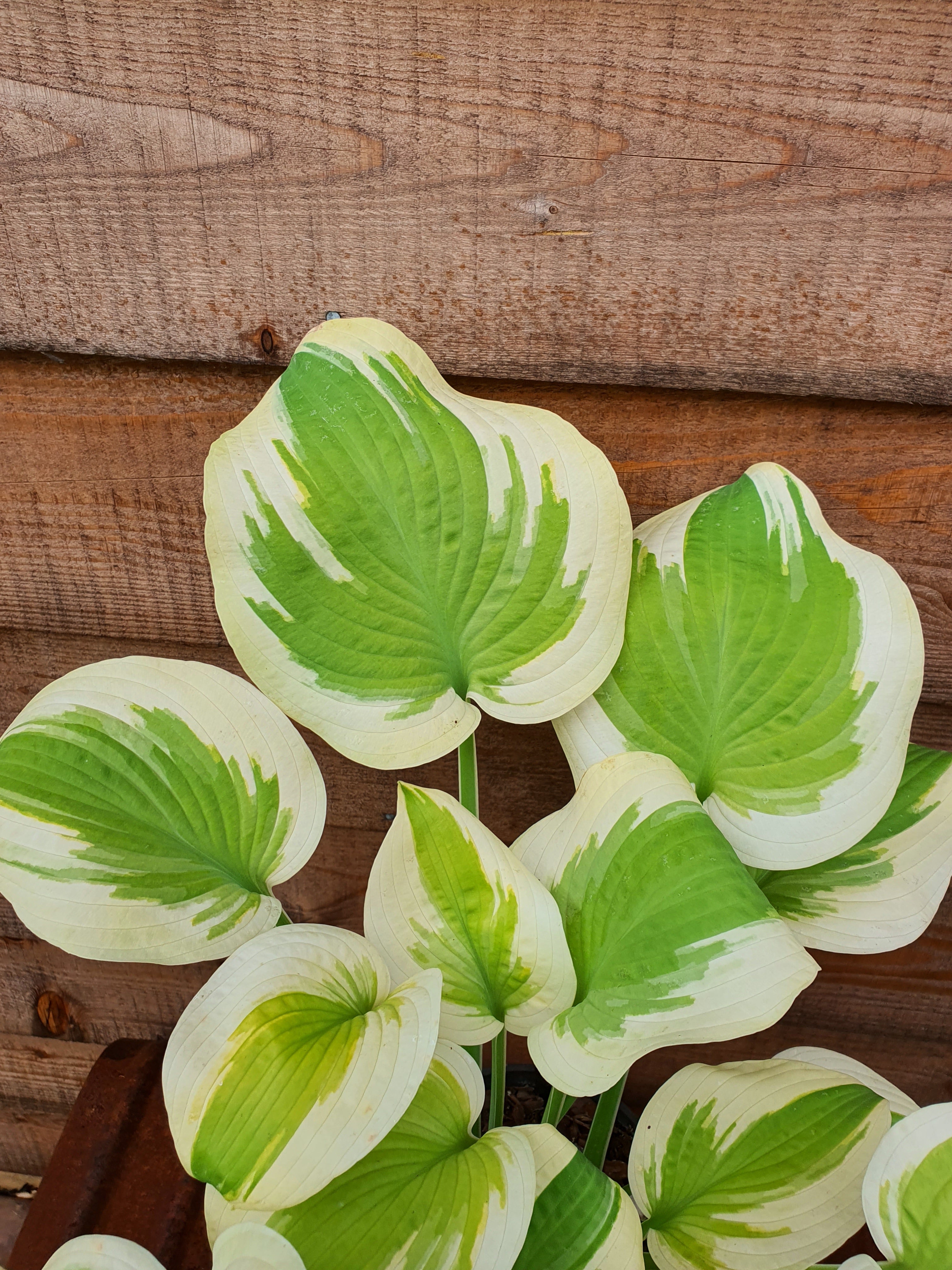 Hosta 'Spring Morning' - New Forest Hostas & Hemerocallis