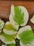 Hosta 'Spring Morning' - New Forest Hostas & Hemerocallis