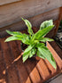 Hosta 'London Fog' - New Forest Hostas & Hemerocallis