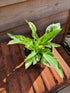 Hosta 'London Fog' - New Forest Hostas & Hemerocallis