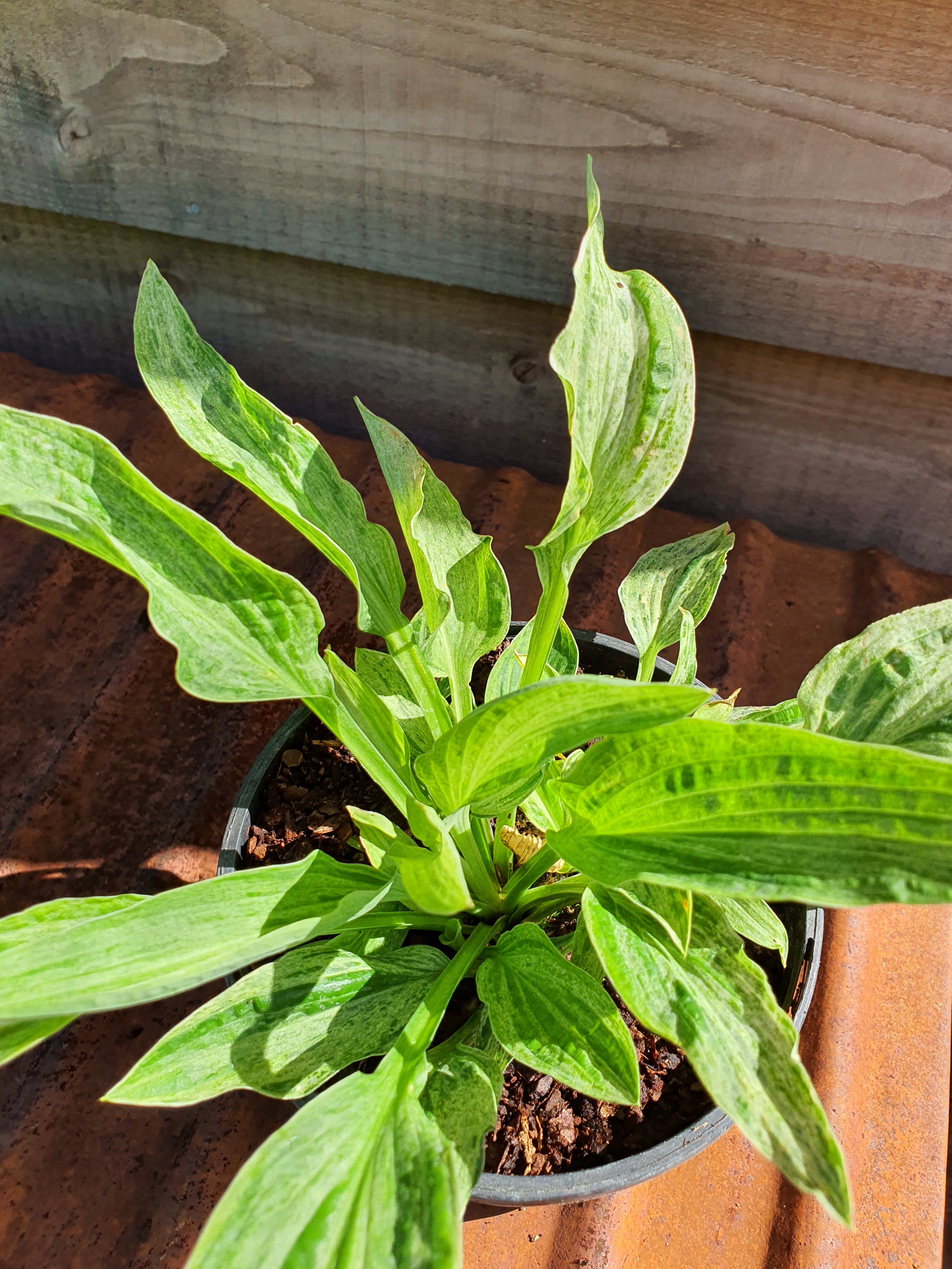 Hosta 'London Fog' - New Forest Hostas & Hemerocallis