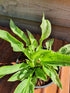 Hosta 'London Fog' - New Forest Hostas & Hemerocallis