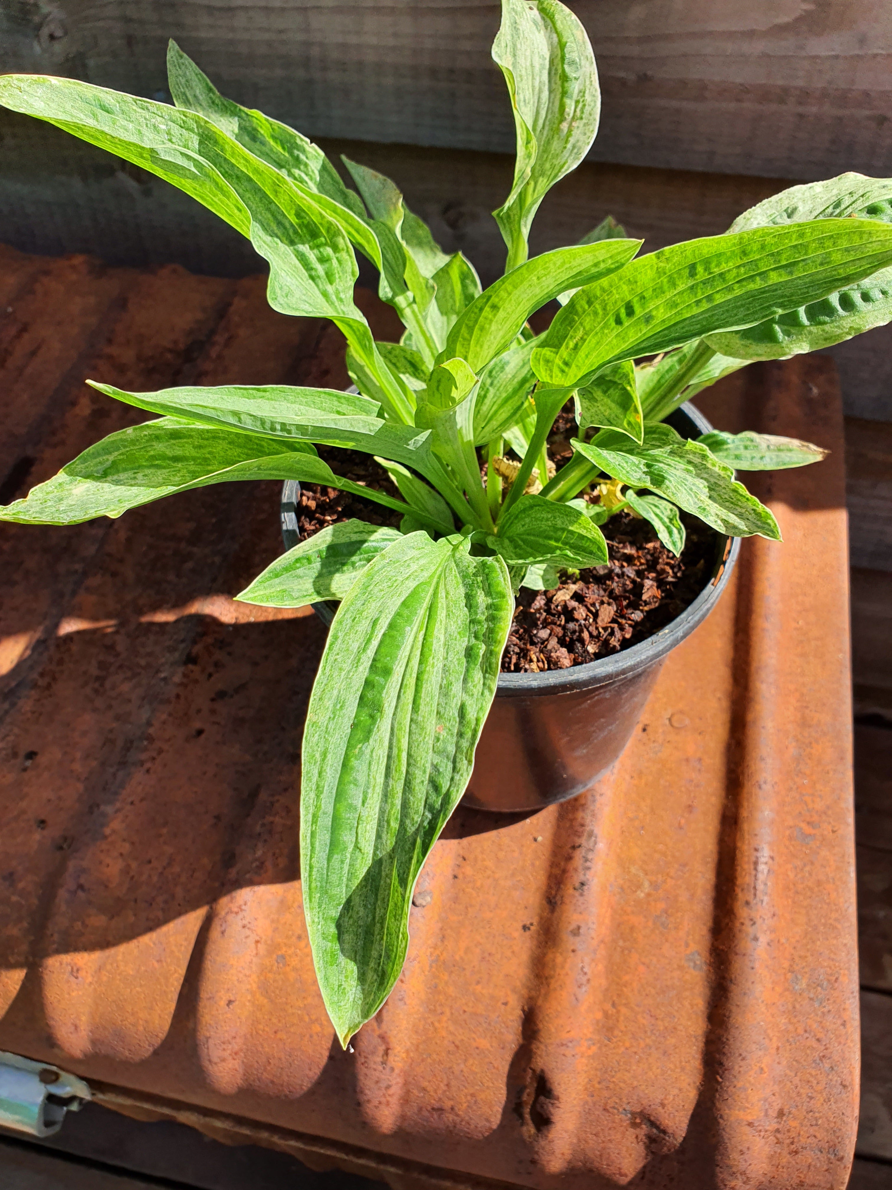 Hosta 'London Fog' - New Forest Hostas & Hemerocallis