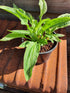 Hosta 'London Fog' - New Forest Hostas & Hemerocallis