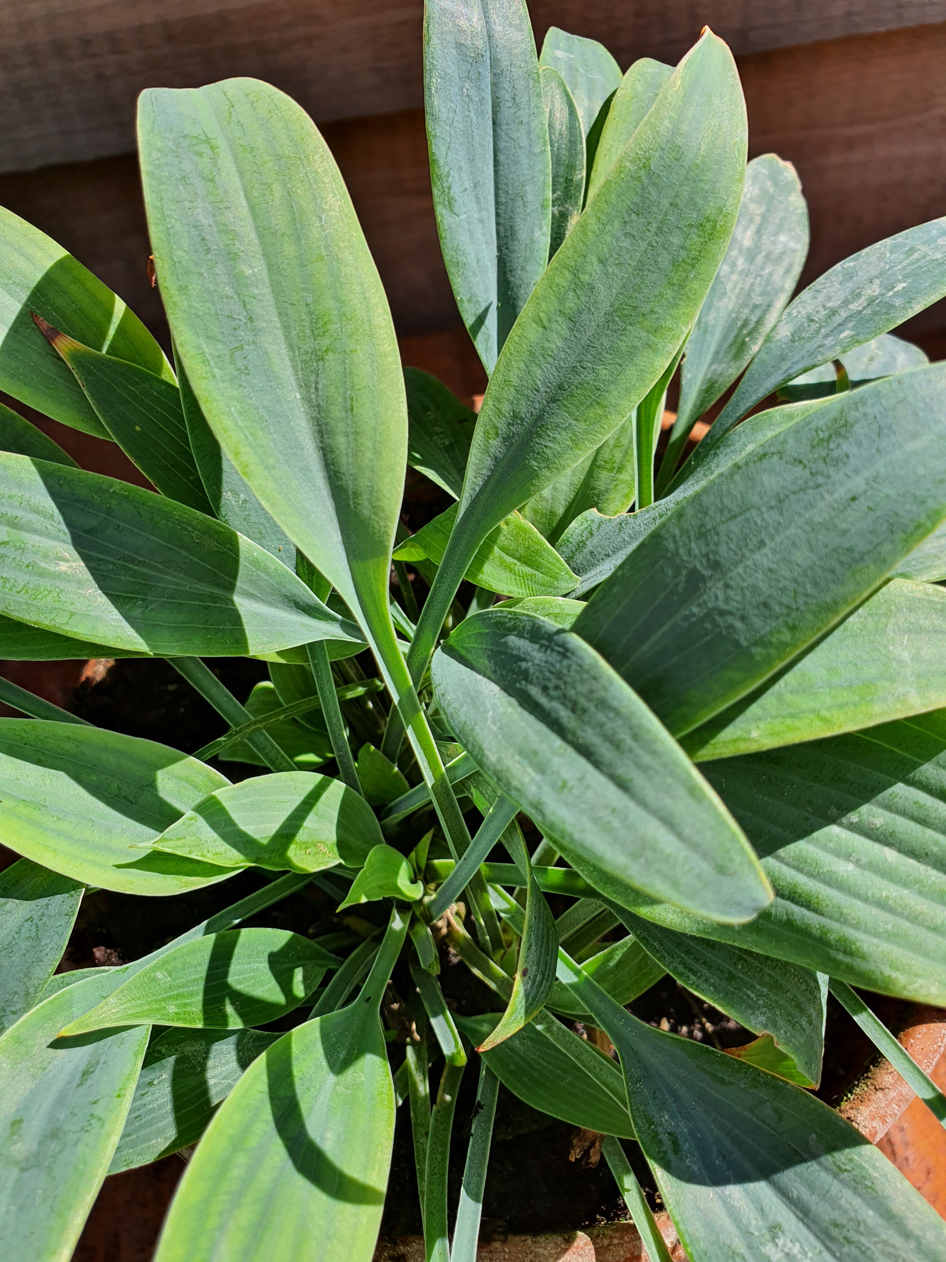 Hosta 'Blue Baron' - New Forest Hostas & Hemerocallis