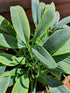 Hosta 'Blue Baron' - New Forest Hostas & Hemerocallis