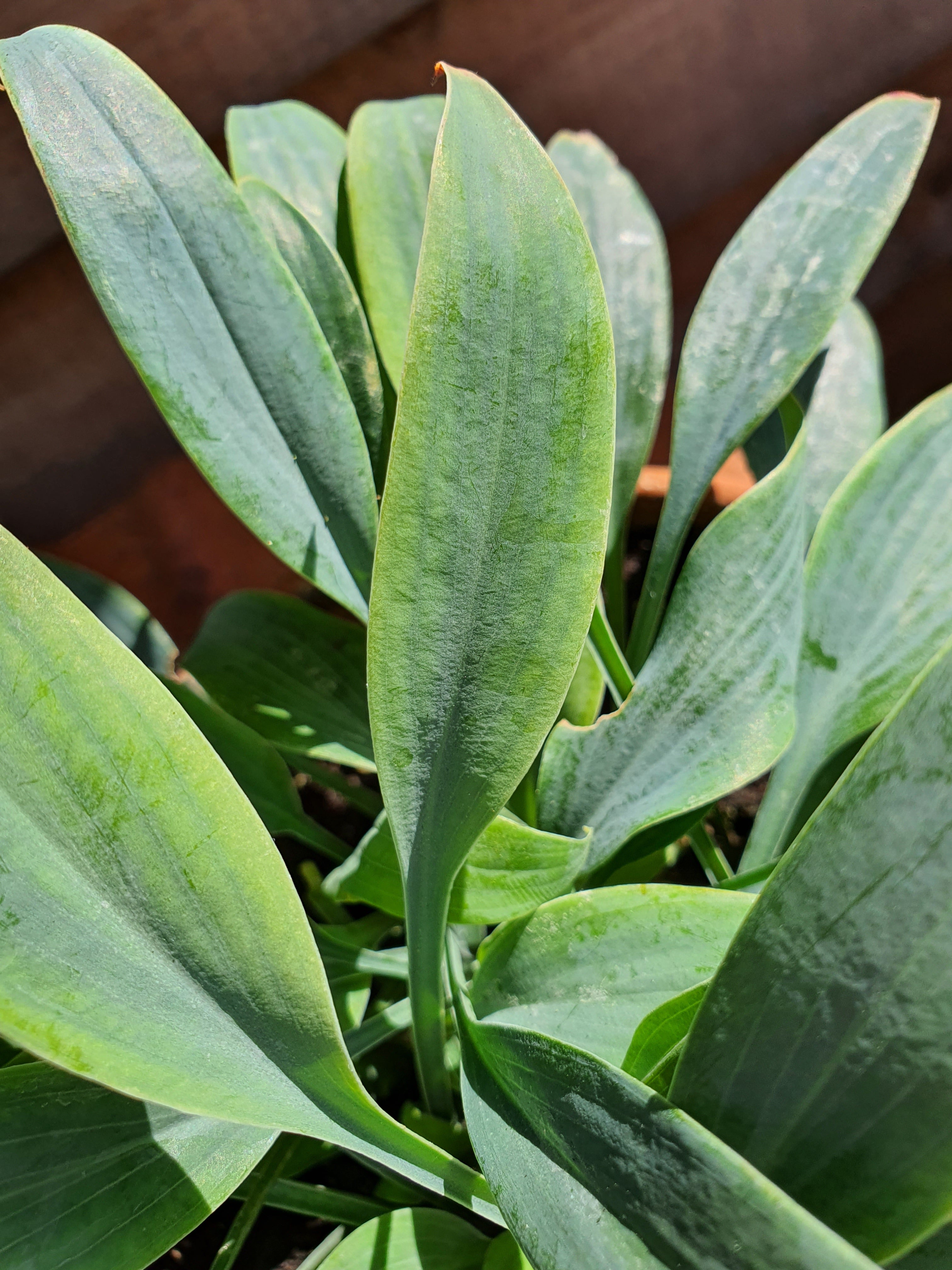 Hosta 'Blue Baron' - New Forest Hostas & Hemerocallis