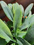 Hosta 'Blue Baron' - New Forest Hostas & Hemerocallis