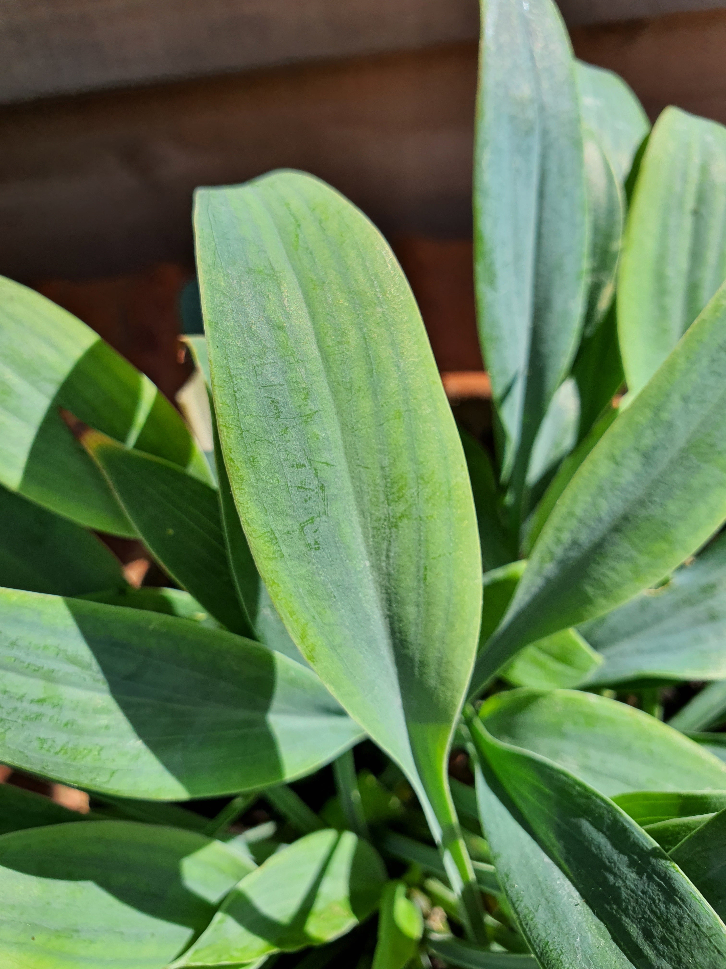 Hosta 'Blue Baron' - New Forest Hostas & Hemerocallis