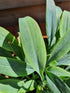 Hosta 'Blue Baron' - New Forest Hostas & Hemerocallis