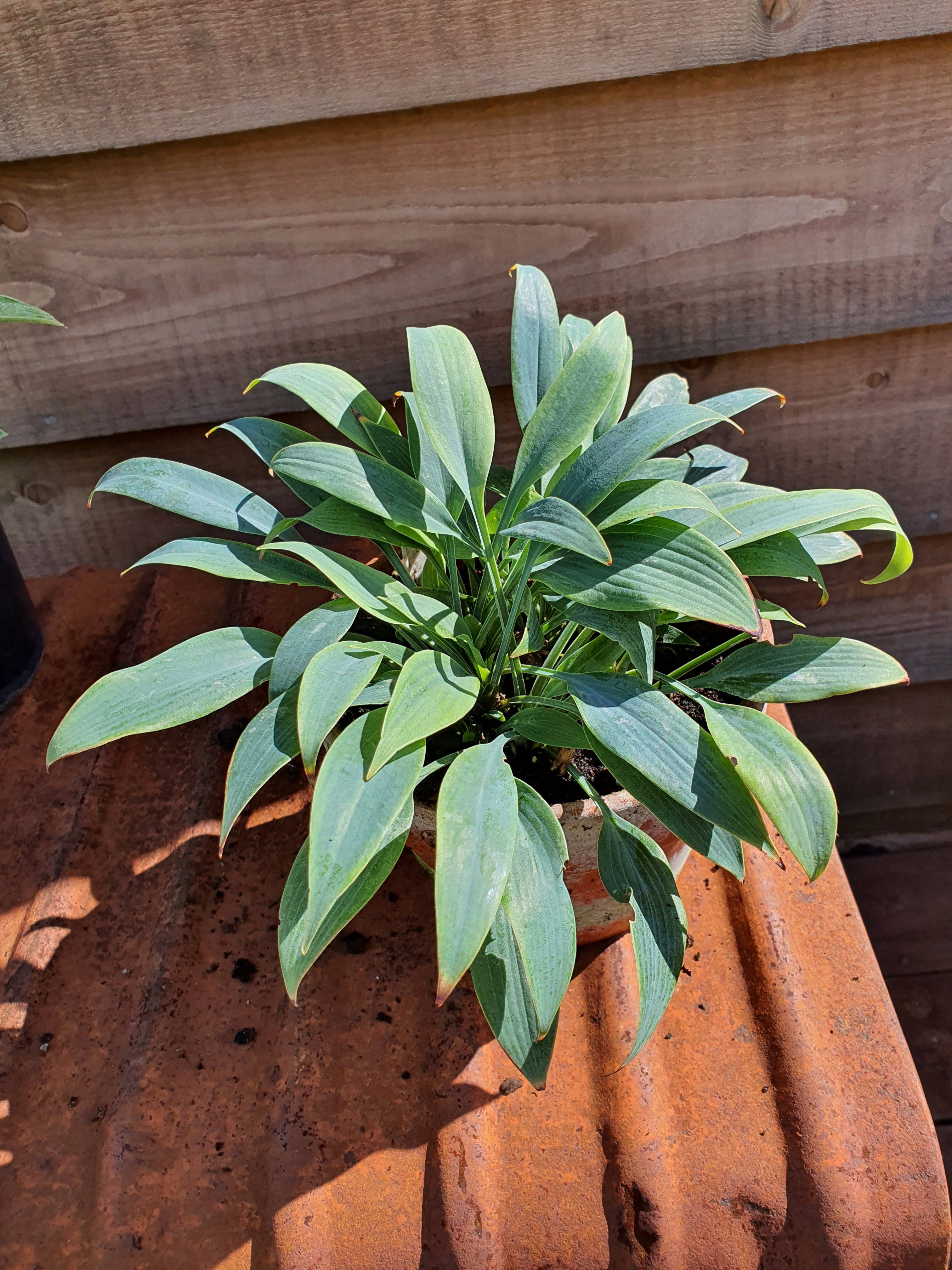Hosta 'Blue Baron' - New Forest Hostas & Hemerocallis