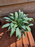 Hosta 'Blue Baron' - New Forest Hostas & Hemerocallis