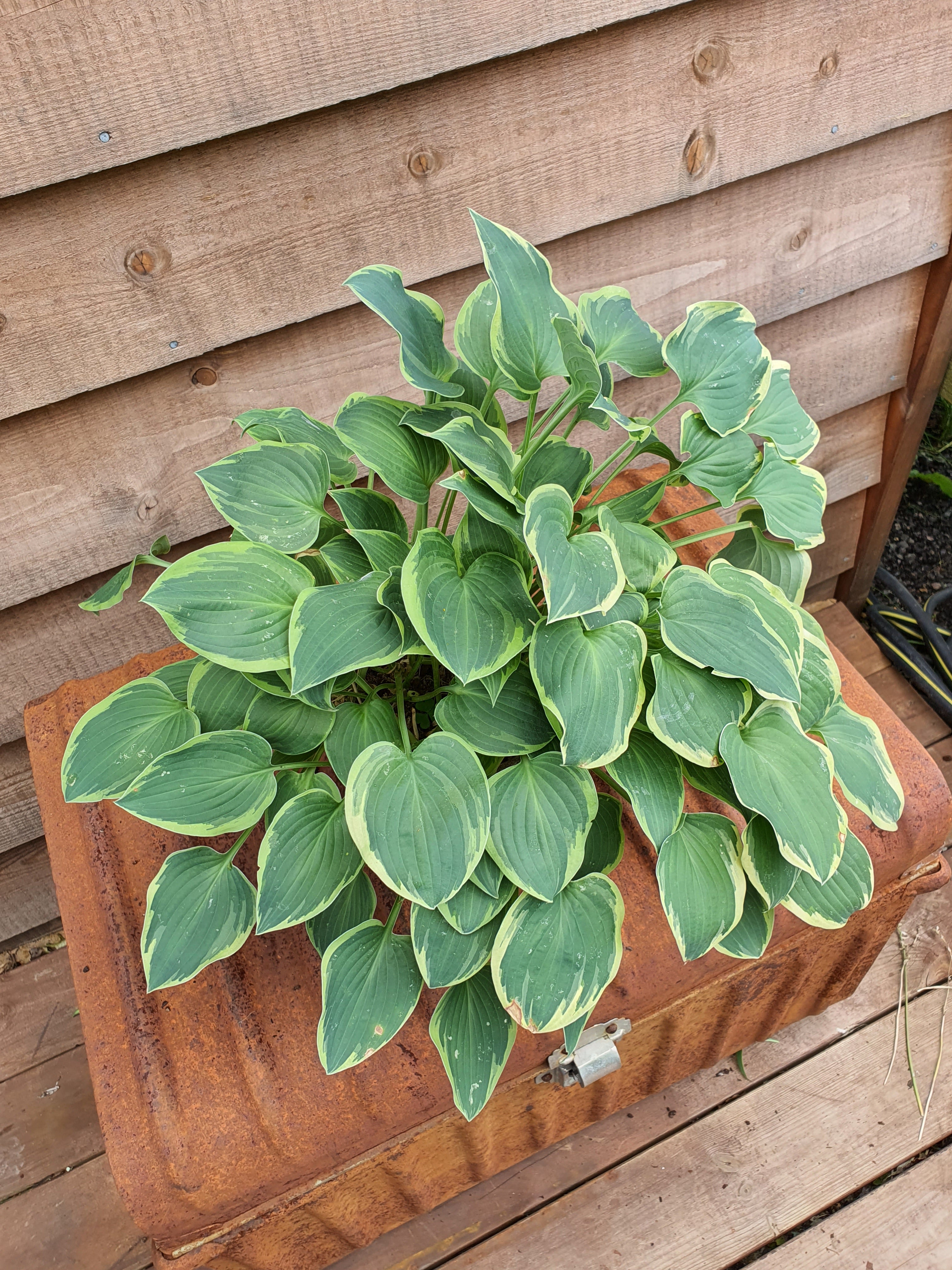 Hosta 'Veronica Lake' - New Forest Hostas & Hemerocallis
