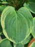 Hosta 'Veronica Lake' - New Forest Hostas & Hemerocallis