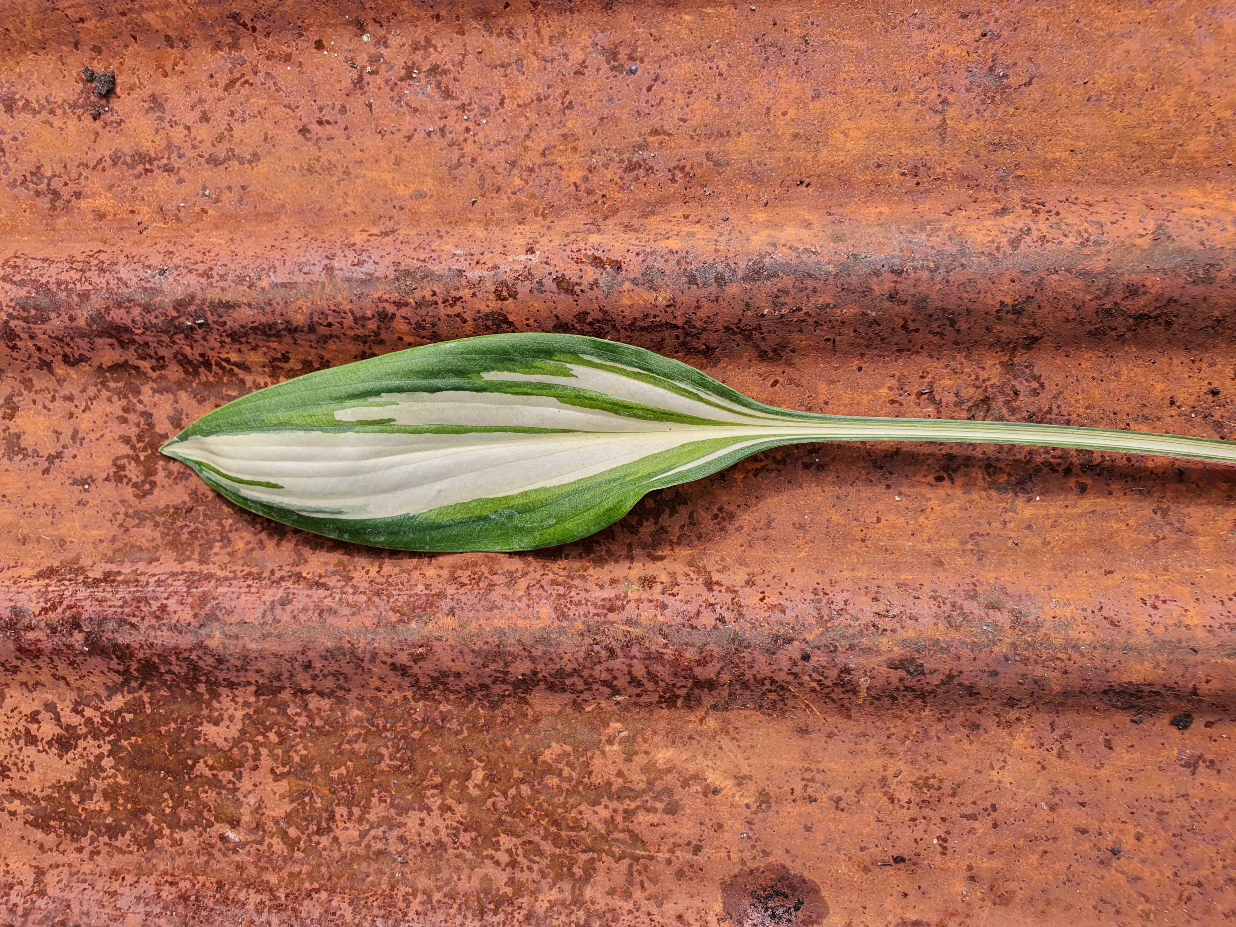 Hosta 'Cherry Berry' - New Forest Hostas & Hemerocallis