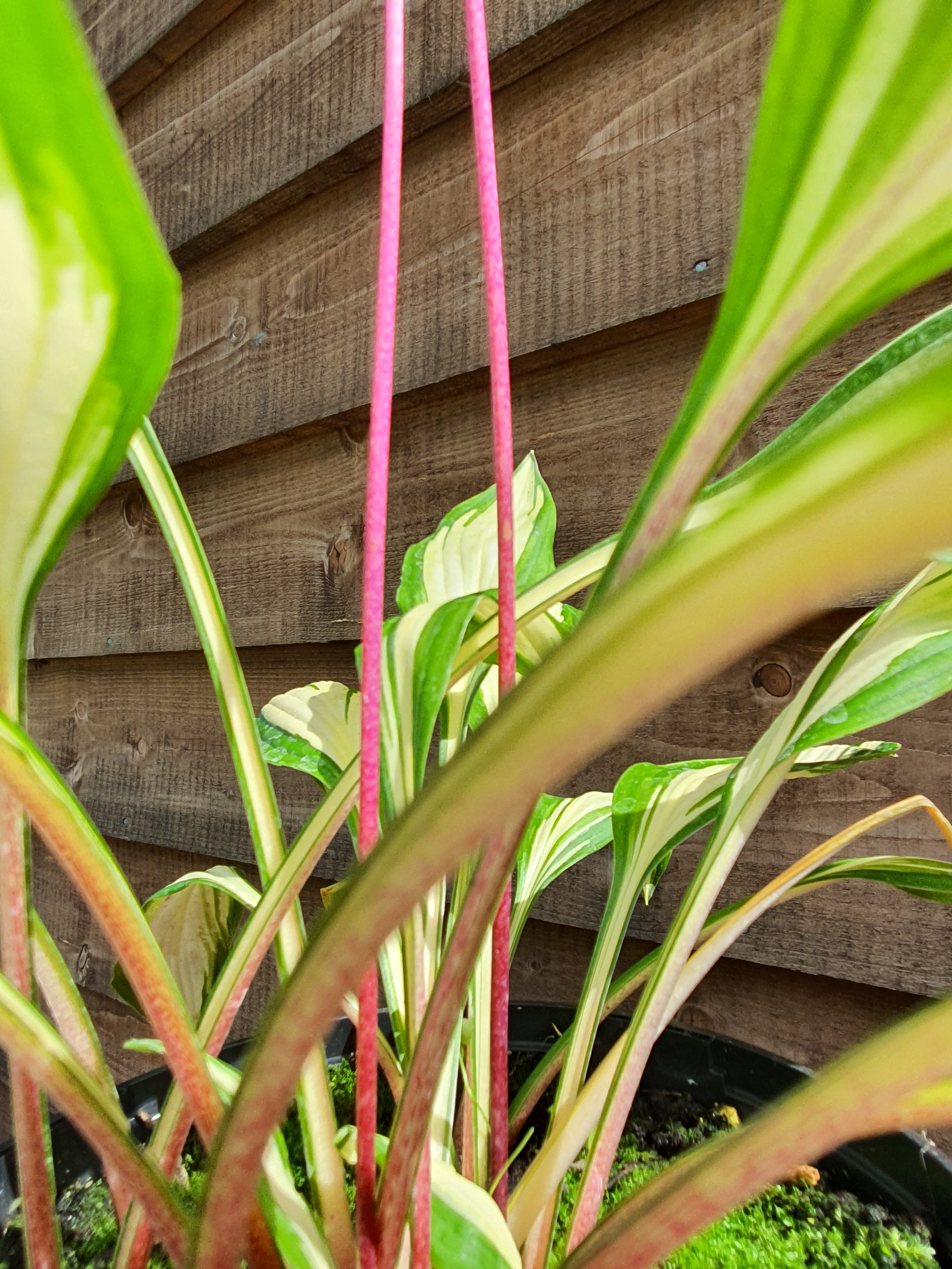 Hosta 'Cherry Berry' - New Forest Hostas & Hemerocallis