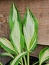 Hosta 'Cherry Berry' - New Forest Hostas & Hemerocallis