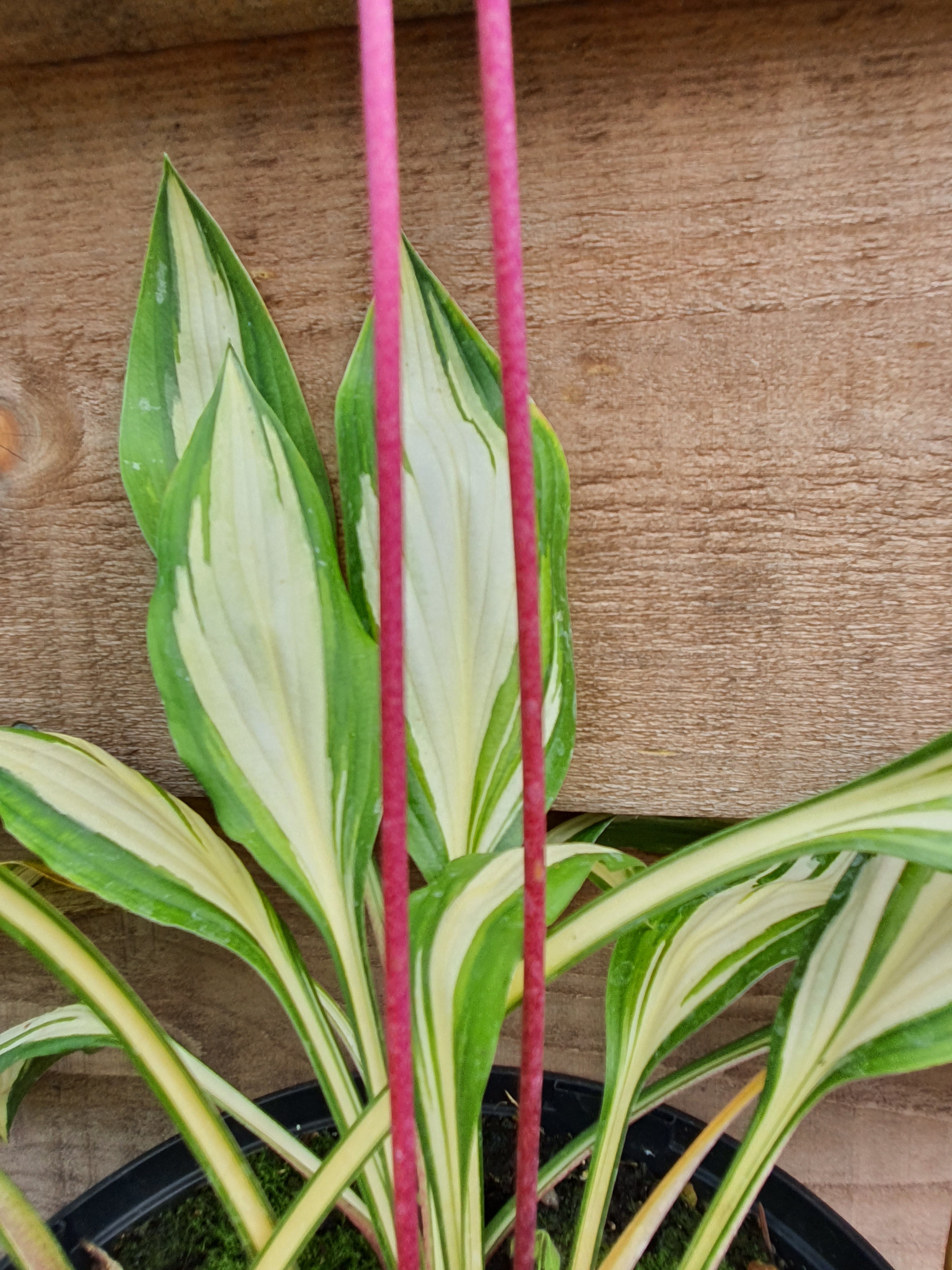 Hosta 'Cherry Berry' - New Forest Hostas & Hemerocallis