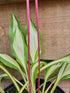Hosta 'Cherry Berry' - New Forest Hostas & Hemerocallis