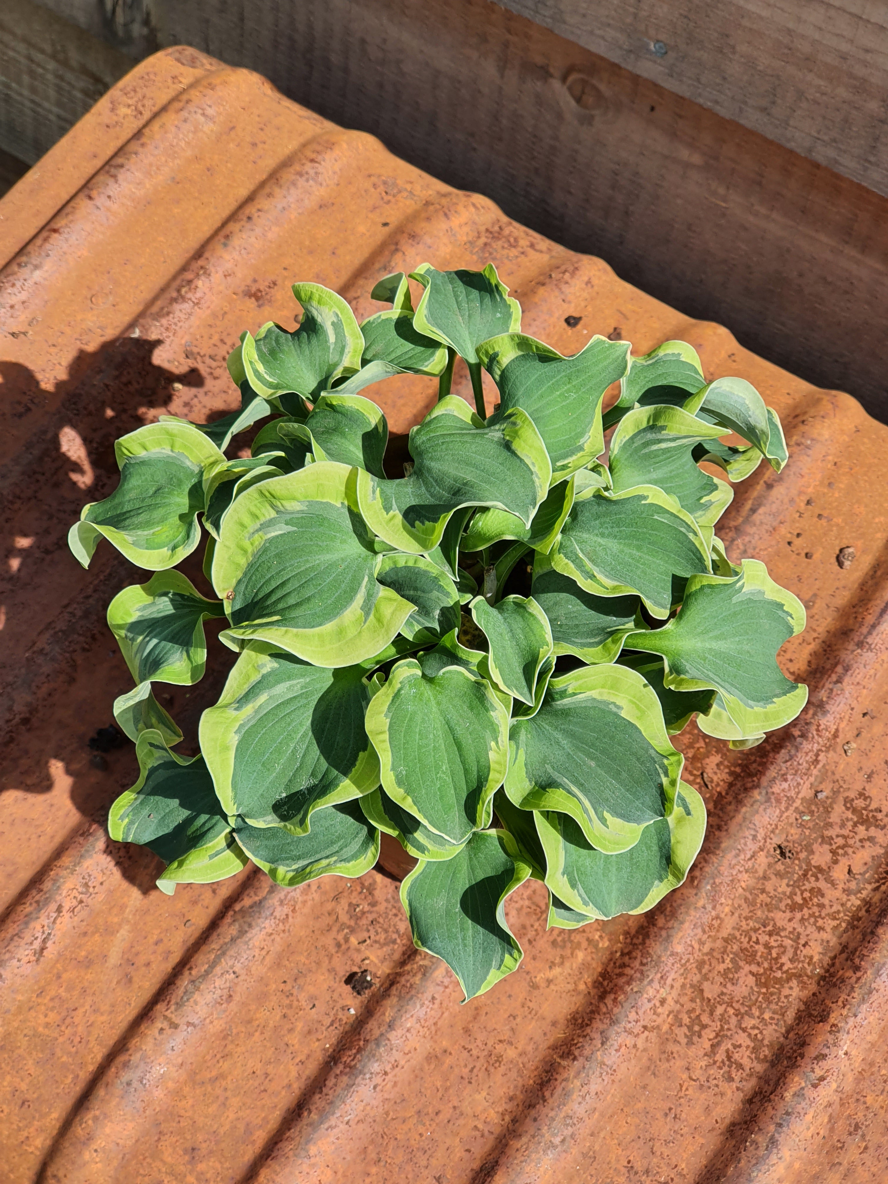 Hosta 'Smiling Mouse' - New Forest Hostas & Hemerocallis