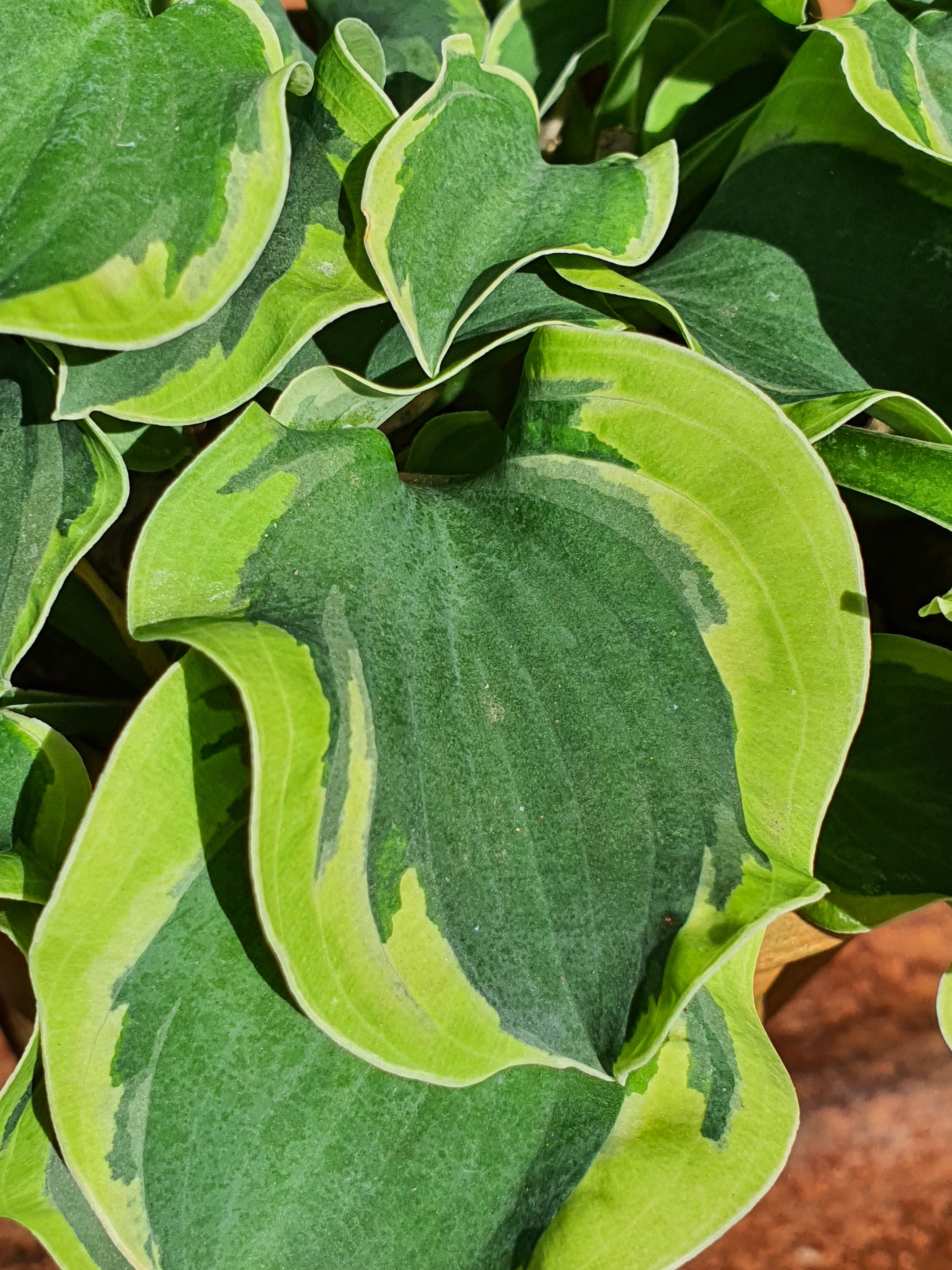 Hosta 'Smiling Mouse' - New Forest Hostas & Hemerocallis