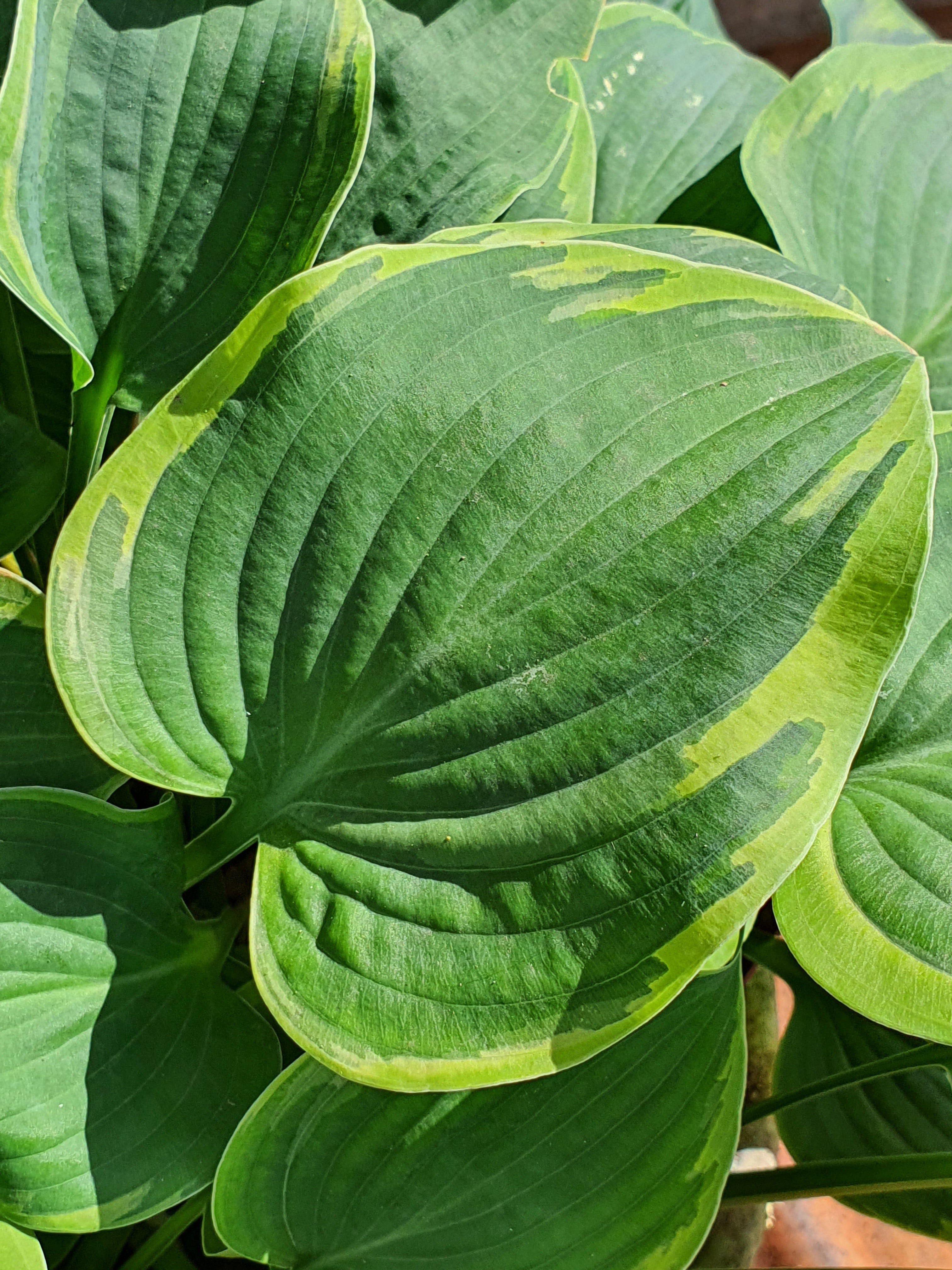 Hosta 'Toy Soldier' - New Forest Hostas & Hemerocallis