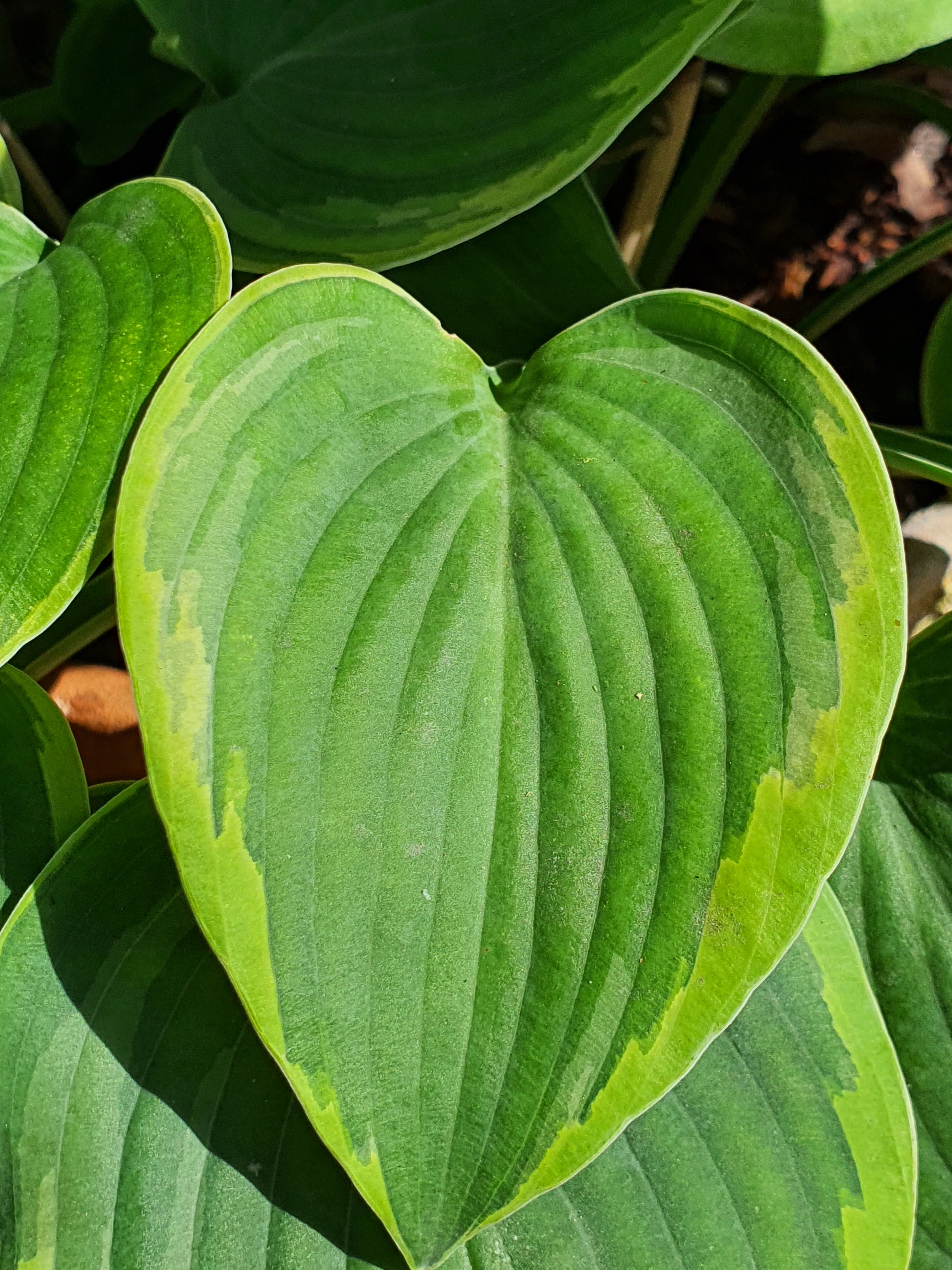 Hosta 'Toy Soldier' - New Forest Hostas & Hemerocallis