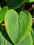 Hosta 'Toy Soldier' - New Forest Hostas & Hemerocallis