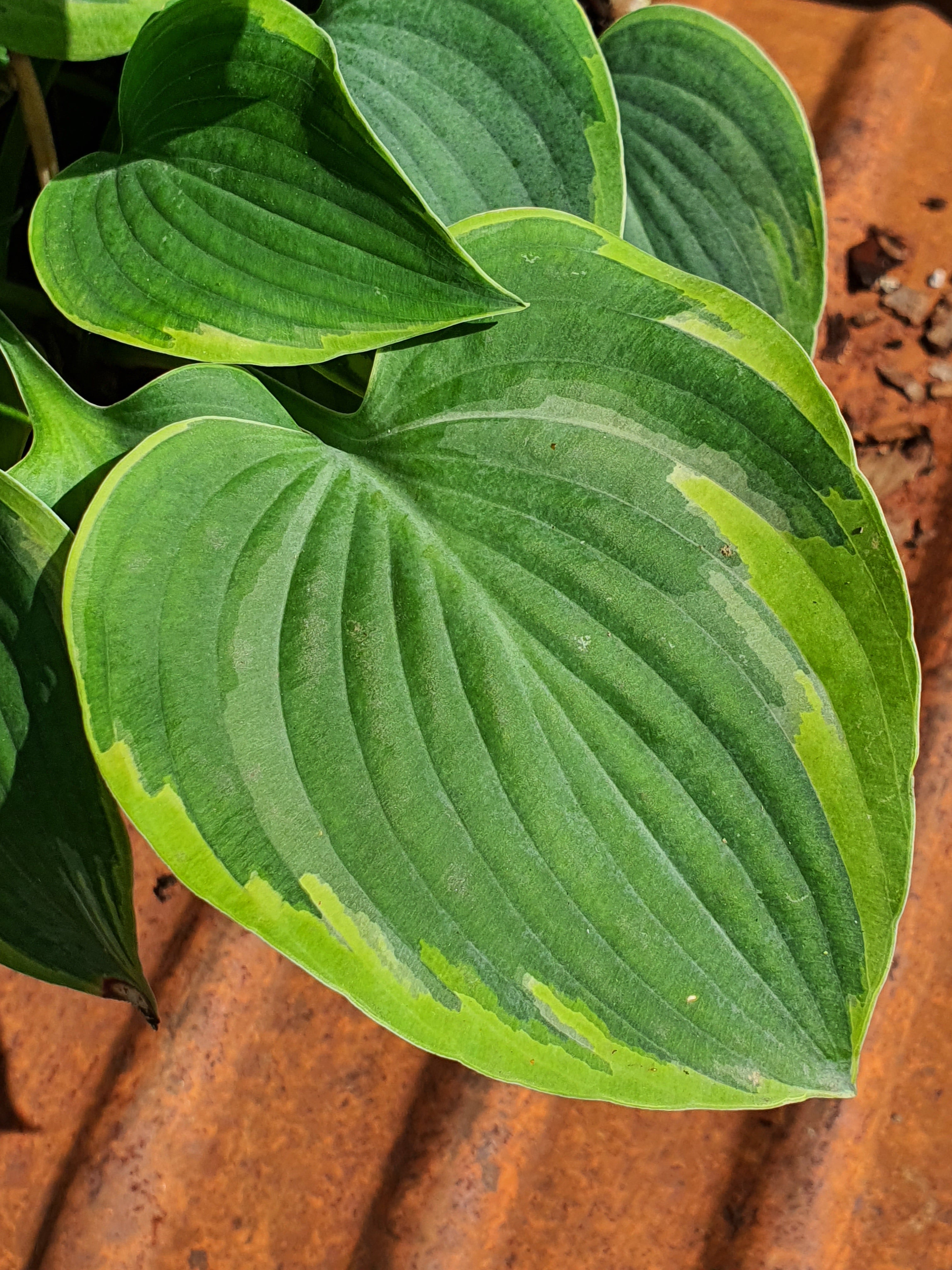 Hosta 'Toy Soldier' - New Forest Hostas & Hemerocallis