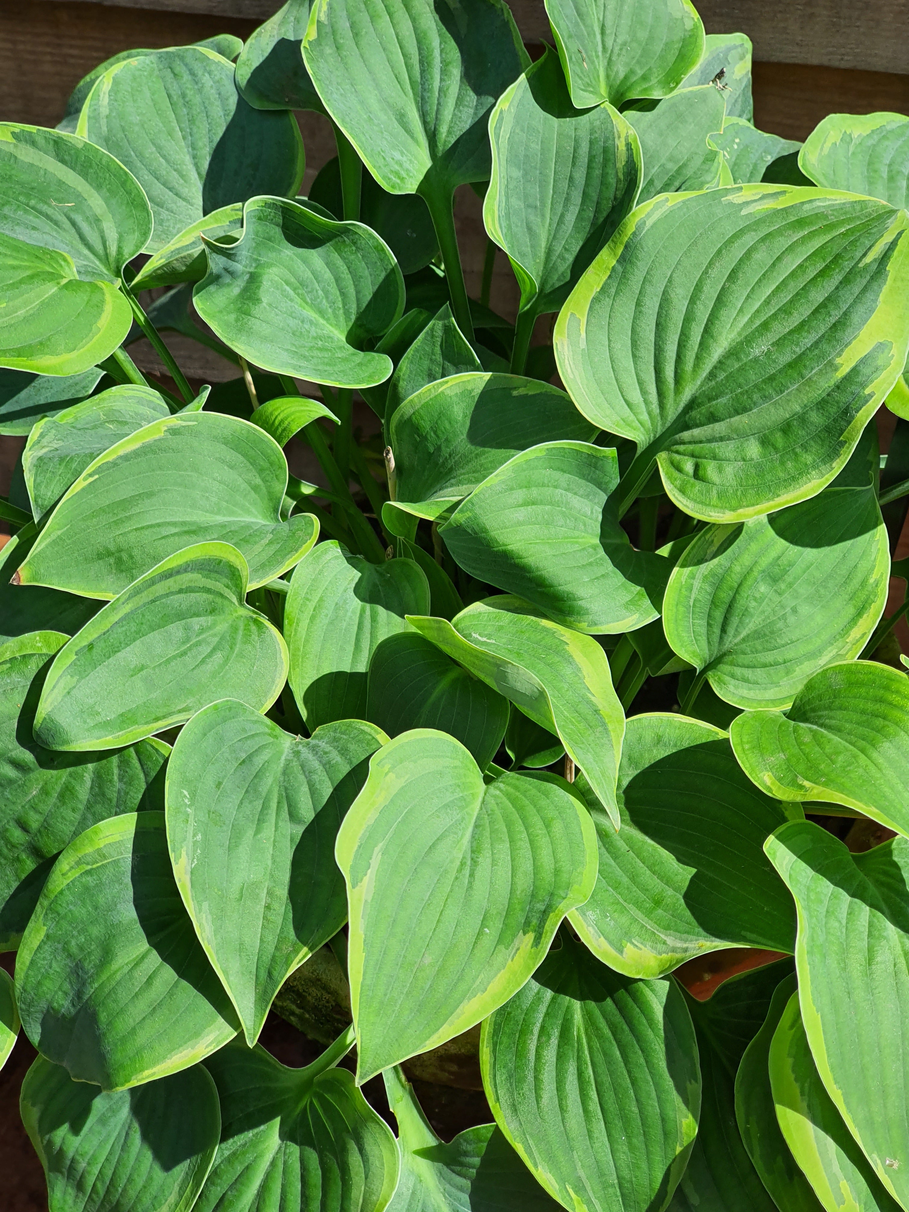 Hosta 'Toy Soldier' - New Forest Hostas & Hemerocallis