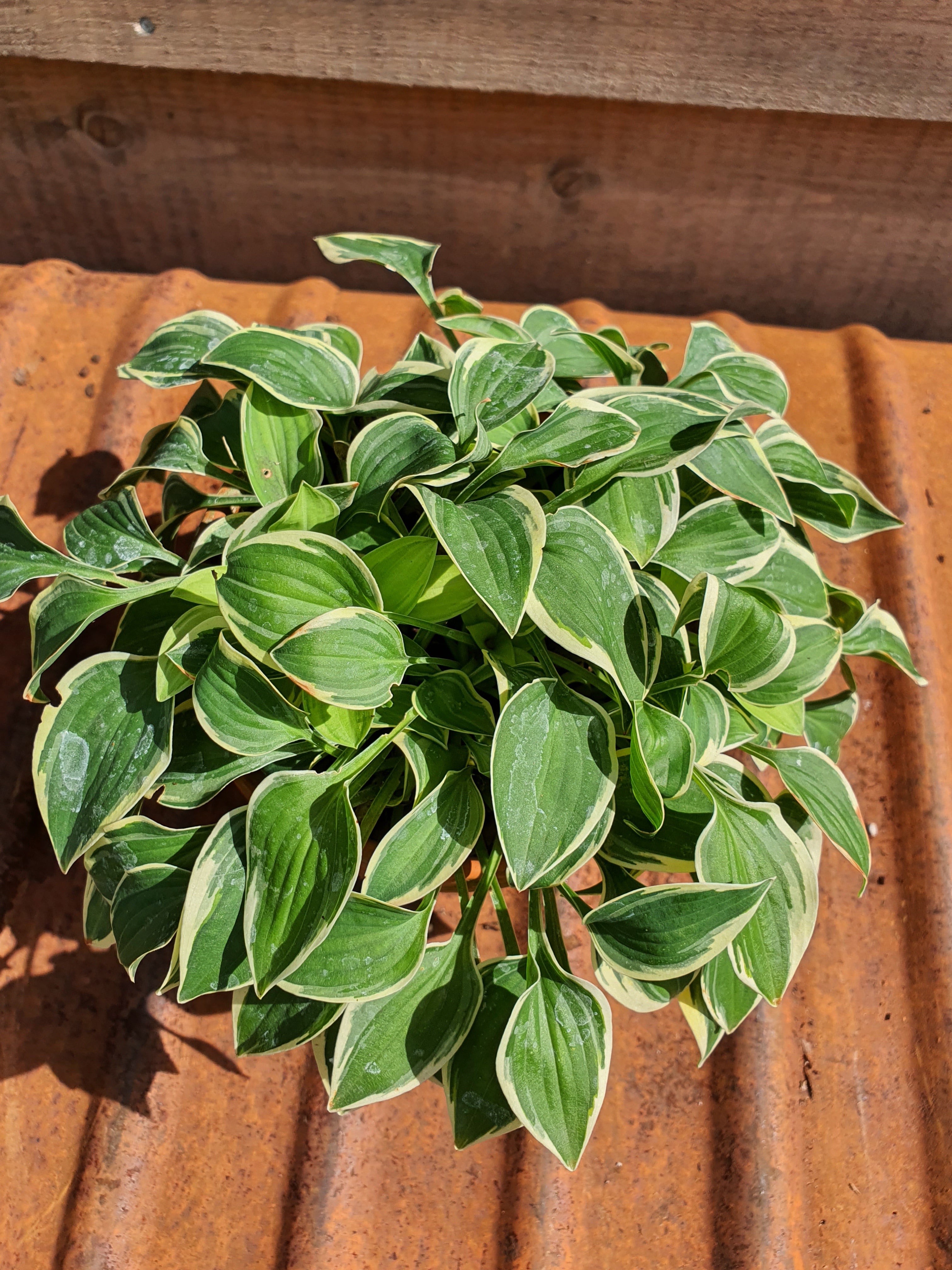 Hosta 'Hush Puppie' - New Forest Hostas & Hemerocallis