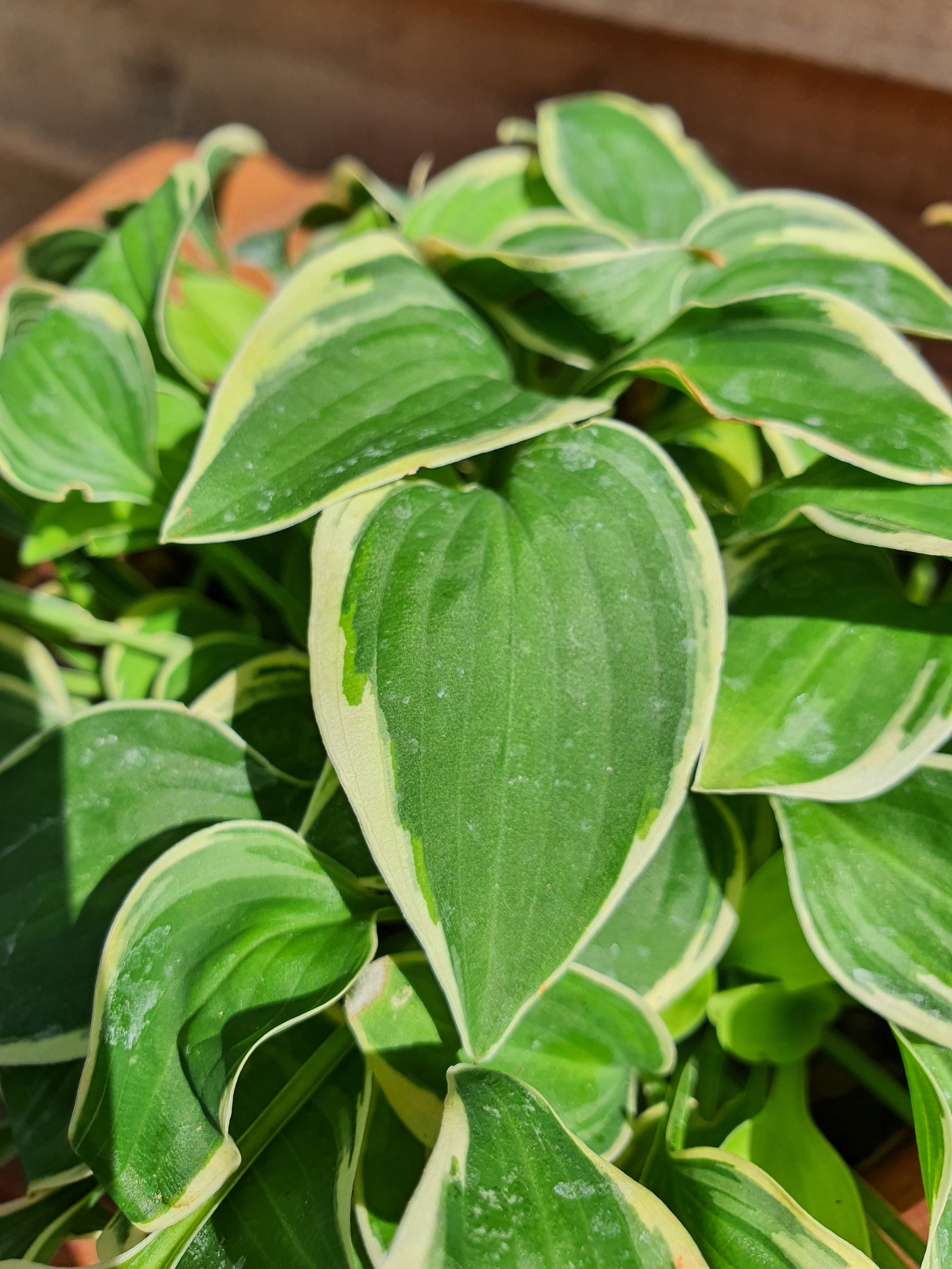 Hosta 'Hush Puppie' - New Forest Hostas & Hemerocallis
